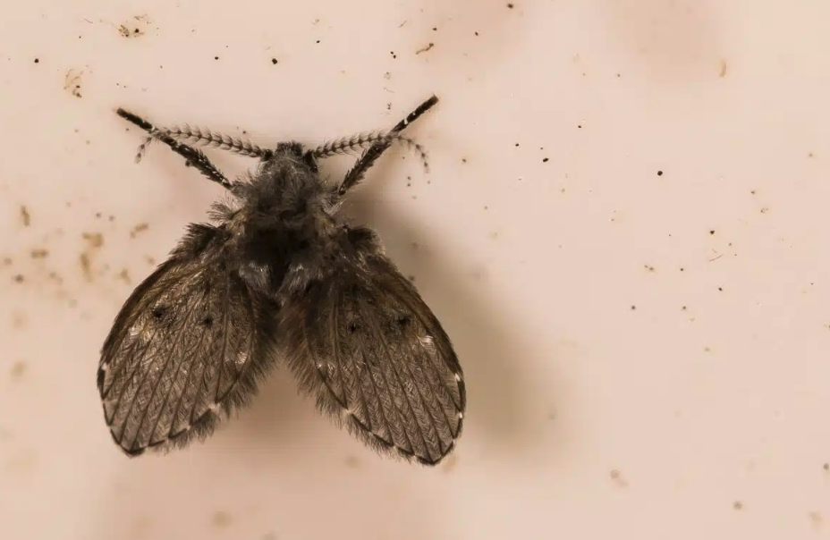 drain flies